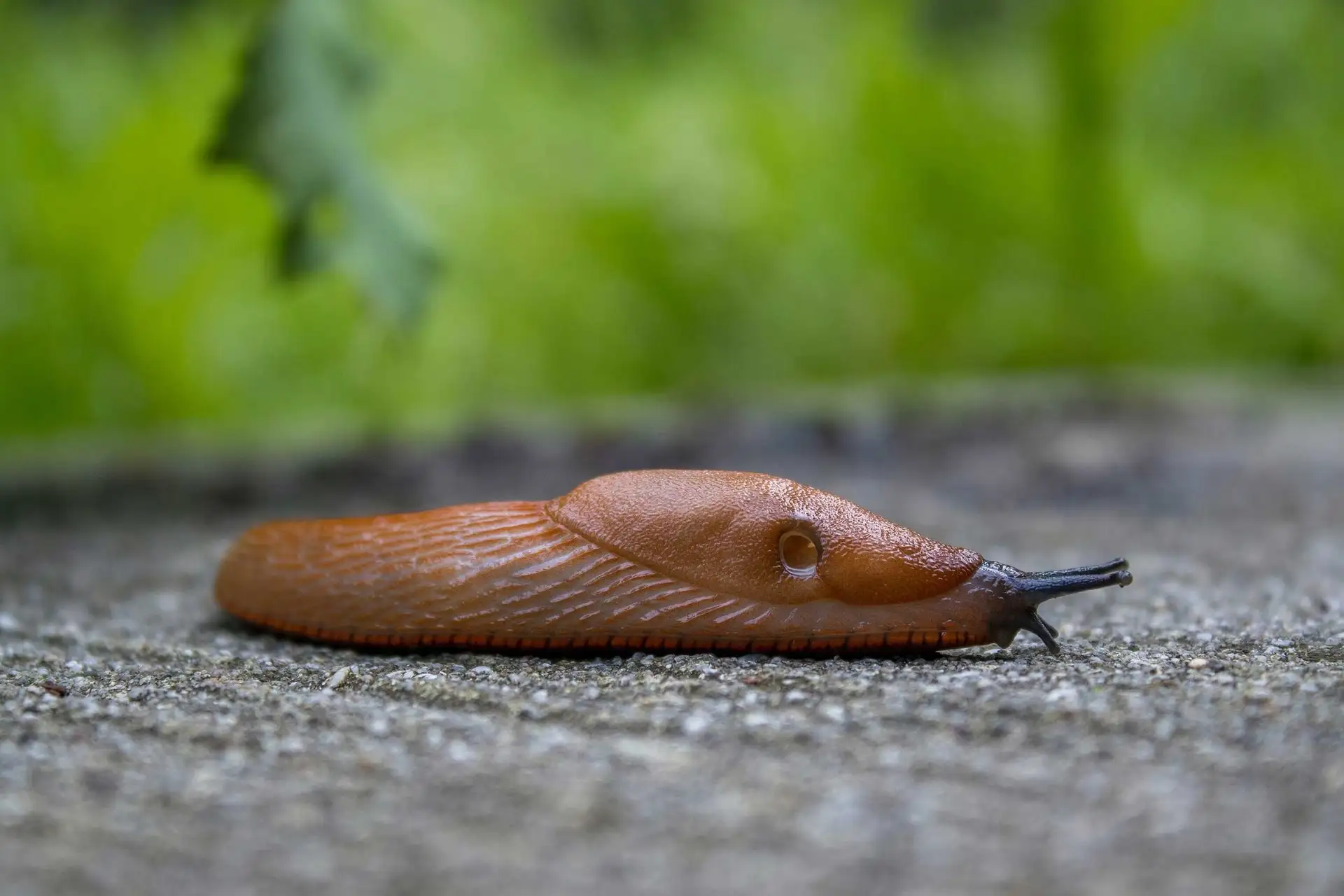 moerdarsnigel (1)